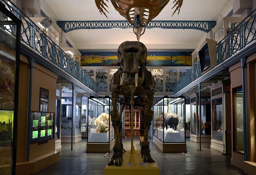 The Lille Natural History Museum closes for 2 years