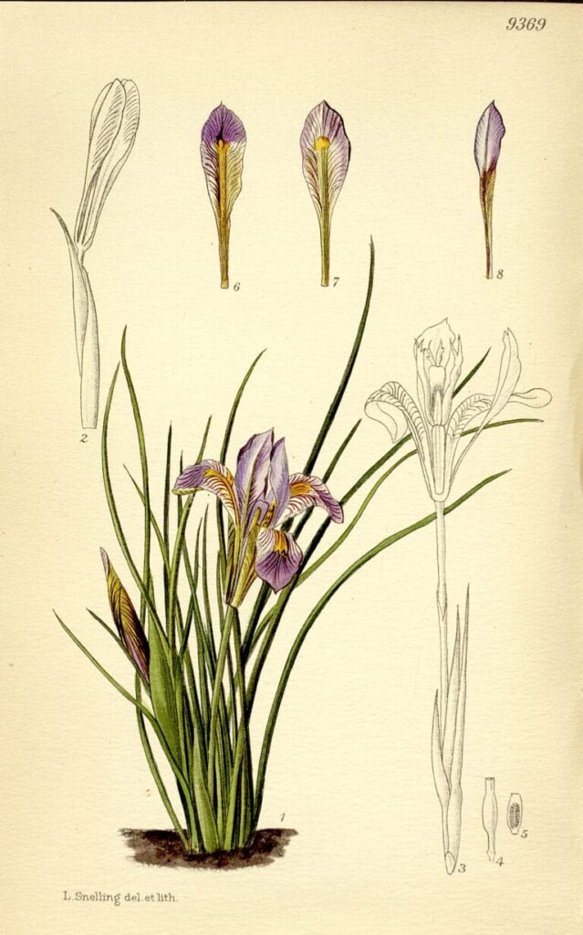 Lilian Snelling.  Iris cretensis.  RJB-CSIC Library