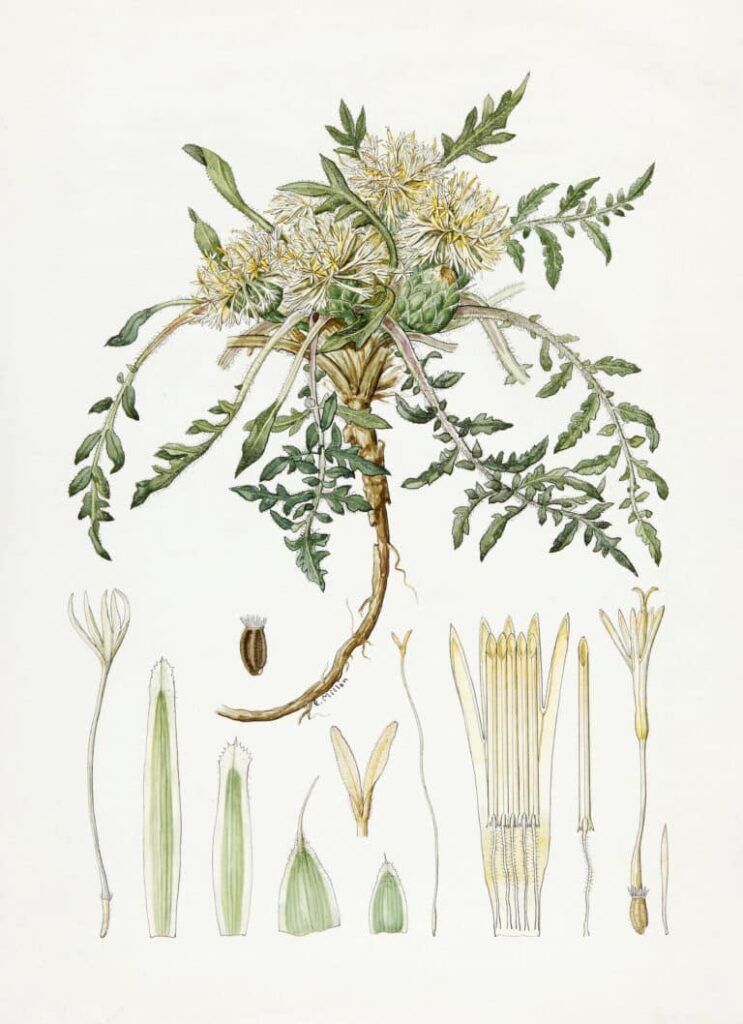 Paula Millán Alosete.  Centaurea lagascana Graells.  RJB-CSIC historical archive