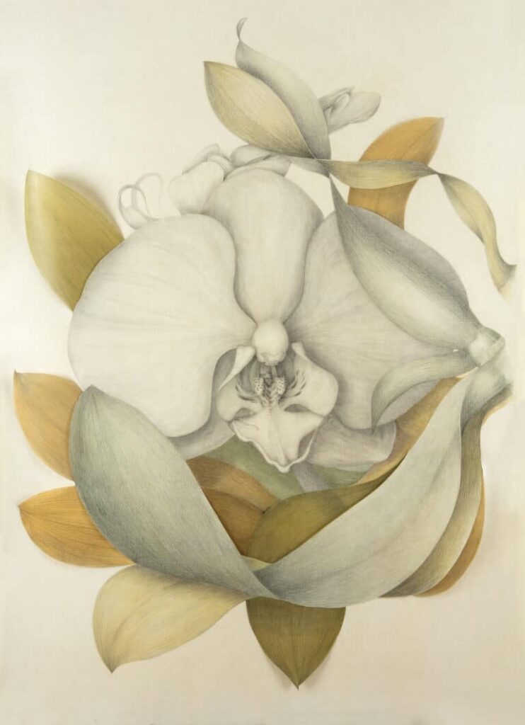 Marta Chirino.  Phalaenopsis VII.  Courtesy of the artist