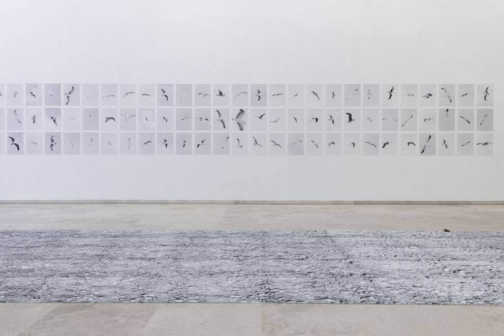 Juan del Junco. That great stretch that - even in flight - separates the dryland from two seas. HERRERIAN PATIO Museum, Valladolid