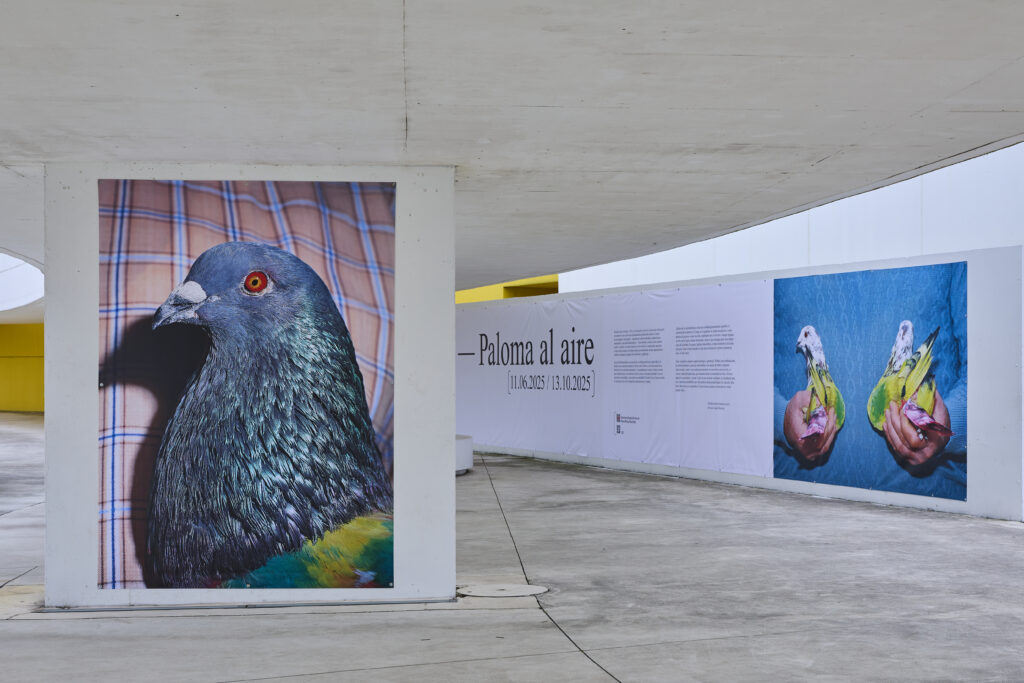 Ricardo Cases. Air dove. Niemeyer Center, Aviles