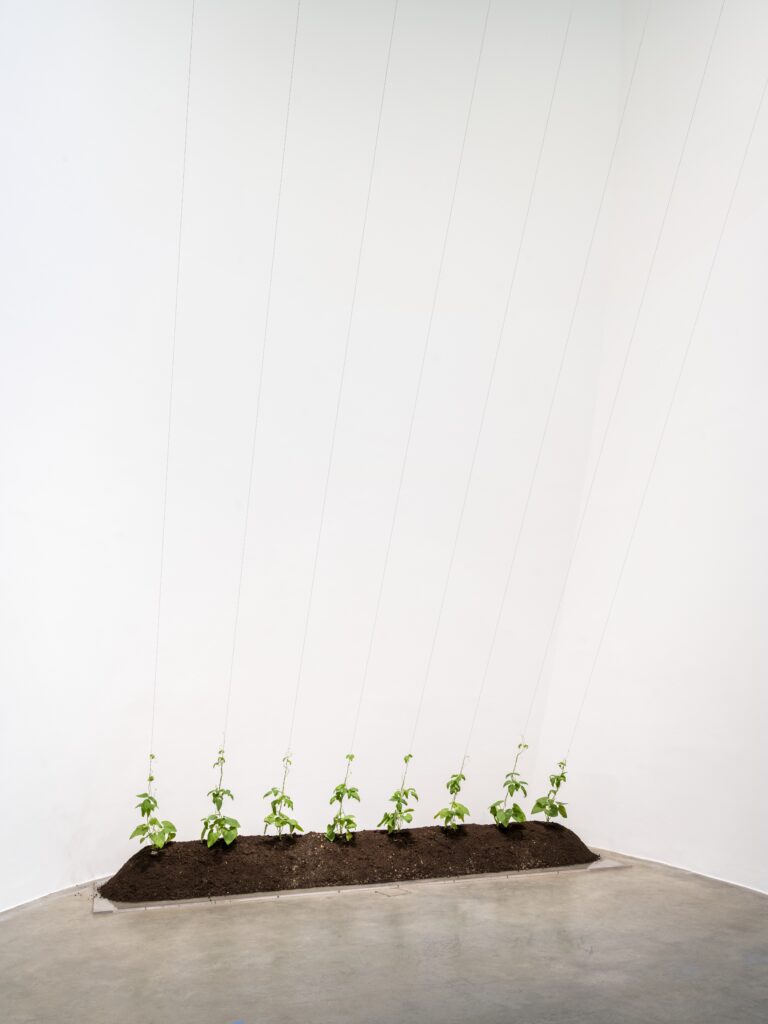 Hans Haacke. Directed Growth, 1970-1972. Courtesy of the artist and Paula Cooper Gallery, New York © Hans Haacke, VEGAP, Bilbao, 2025