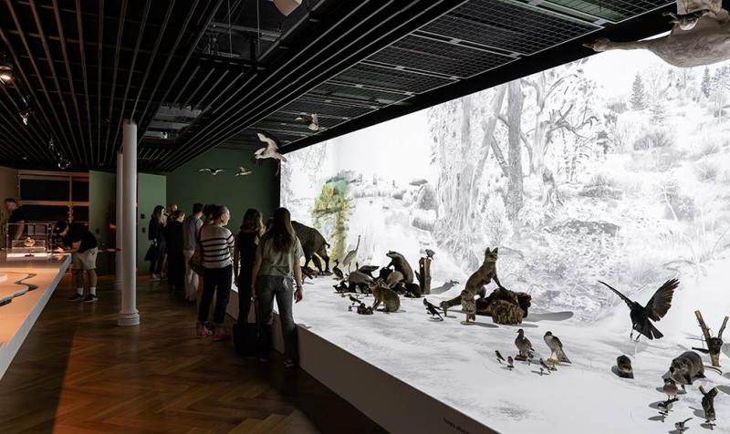 Renovated room of the Zoological Museum. © M. Bertola / Strasbourg Museums