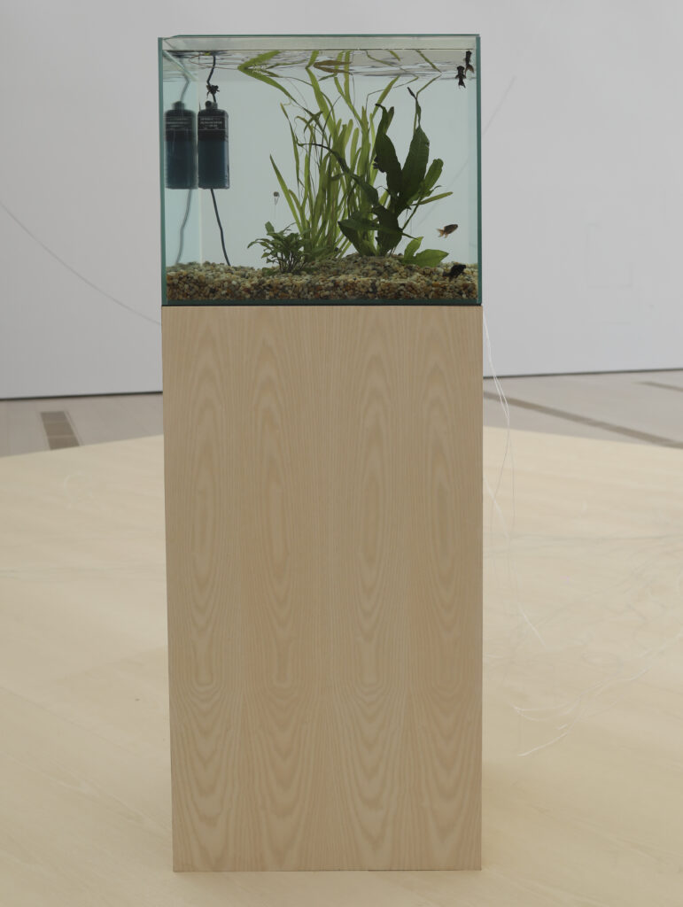 Yuko Mohri. Flutter, 2018 - 2025. Photography: Belén de Benito