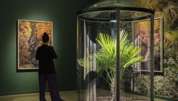 Drift: Yann Gross and the artificial empire of the palm tree