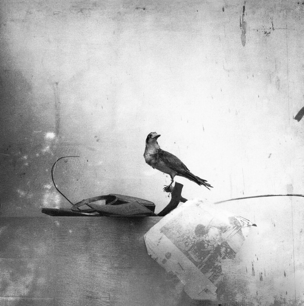 Manuel Franquelo. Still life with bird, 2003. Courtesy of the artist © Manuel Franquelo, VEGAP, Málaga, 2026