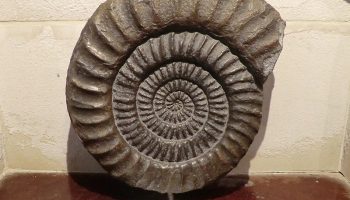 Why a British parliamentarian wants to regulate the export of fossils