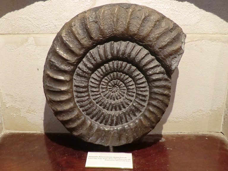 Why a British parliamentarian wants to regulate the export of fossils
